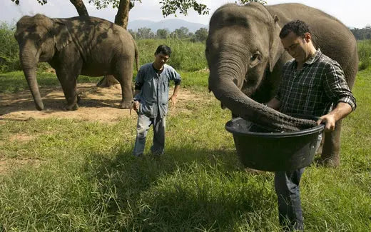 Elephant Dung Coffee: The World's Rarest and Unique Coffee  GEVI