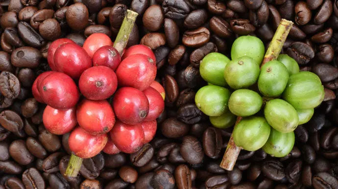 Coffee Plant Facts: Arabica, Robusta, Liberica Characteristics and His ...